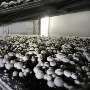 Працівники на підприємство з вирощування грибів